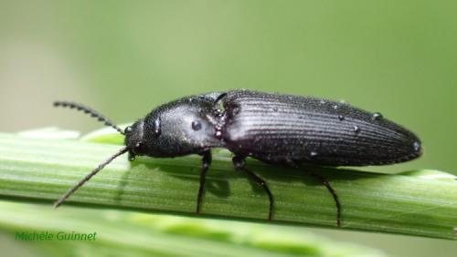 Réf. 282 612 : Ampedus sp.